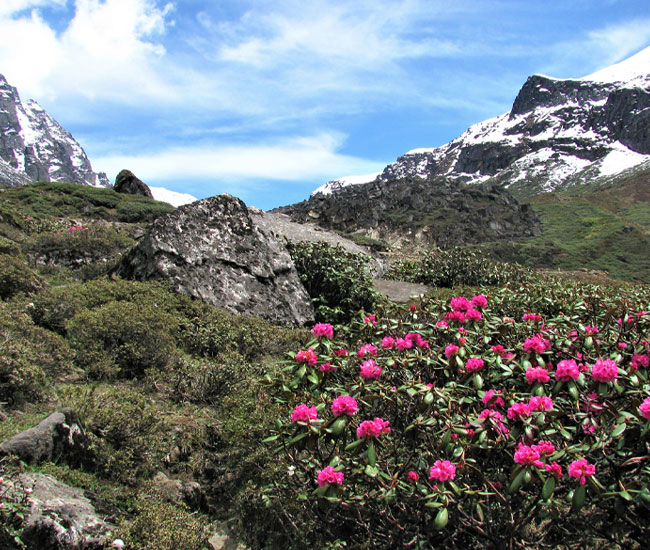 Yumthang Valley 